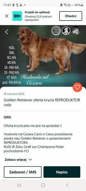 Szczeniaki GOLDEN RETRIVER
