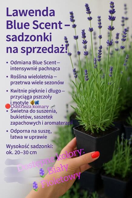 Lawenda biała i fioletowa