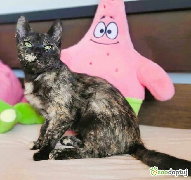 PLAMKA - piękna, szylkretowa koteczka do adopcji