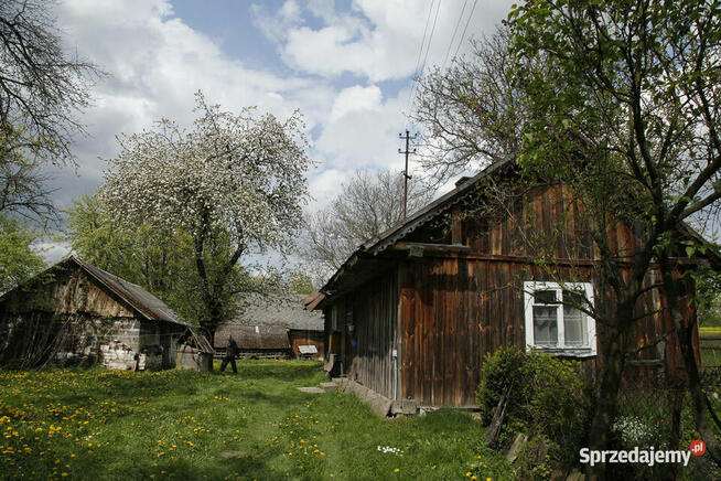 Gospodarstwo z dużą działką, drewniany dom i budynki gosp.