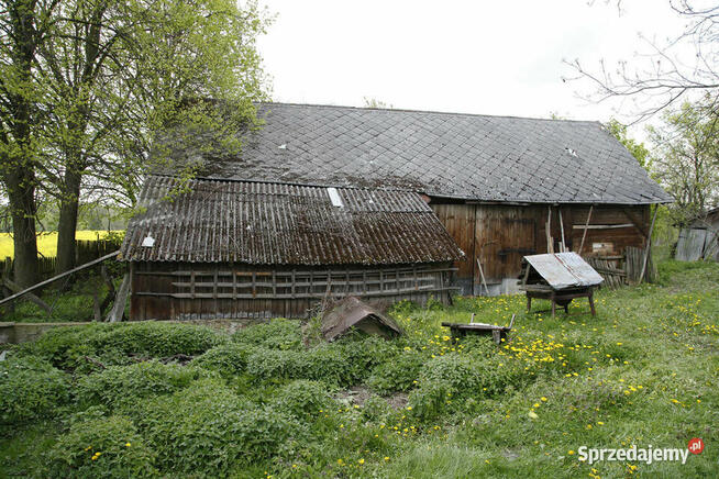 Gospodarstwo z dużą działką, drewniany dom i budynki gosp.