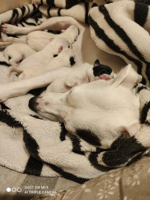 Cudne szczeniaki Jack Russell terrier