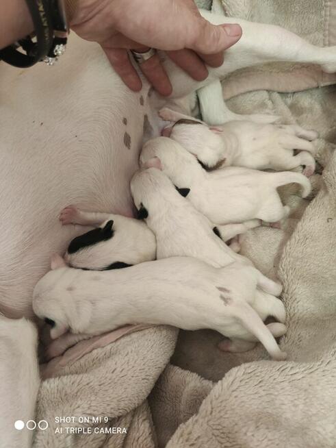 Cudne szczeniaki Jack Russell terrier