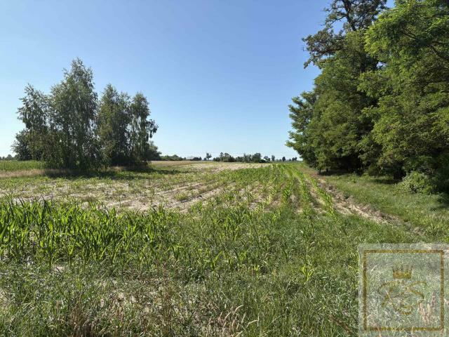 Działka siedliskowa Osowo Stare gm. Oborniki