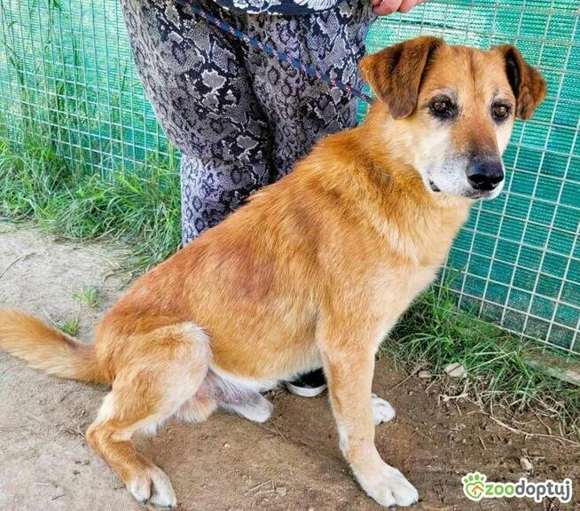 WICIU - kochany, delikatny starszy psiak błaga o dom