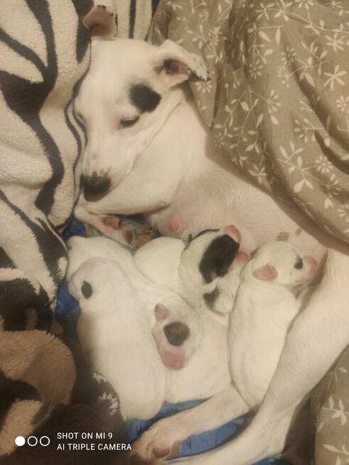 Cudne szczeniaki Jack Russell terrier