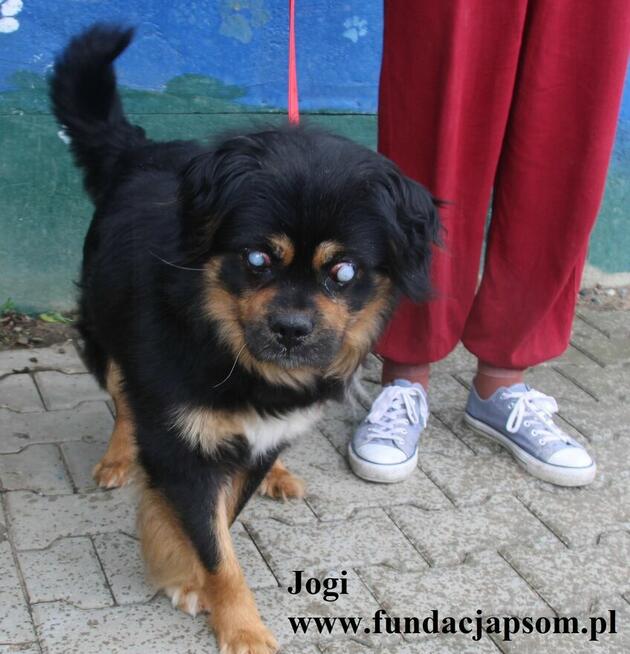 Jogi, patzry sercem