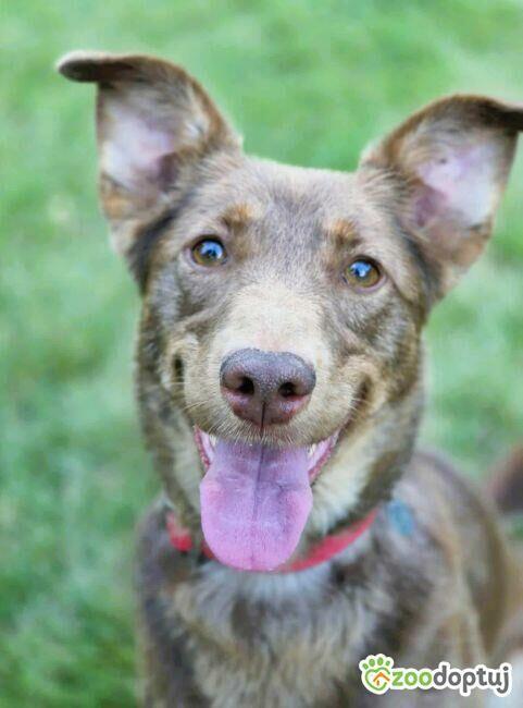 BEZI - cudowna sunia szuka najlepszego domu