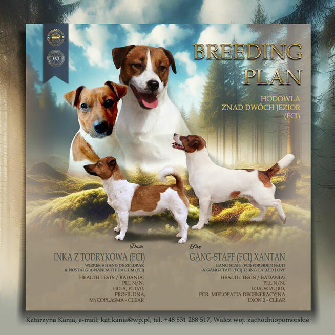 Jack Russell Terrier Szczenięta!