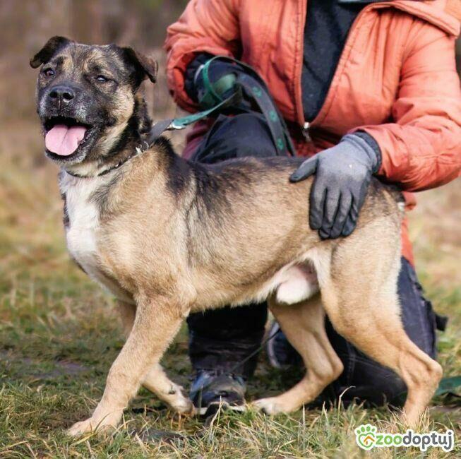 SZCZEPANEK - kochany psiak szuka domu