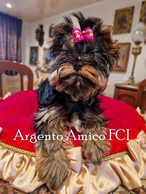 yorkshire terrier rodowód ZKwP FCI