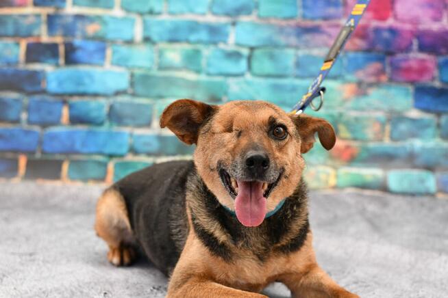 Zefirek szuka domku takiego już na zawsze!