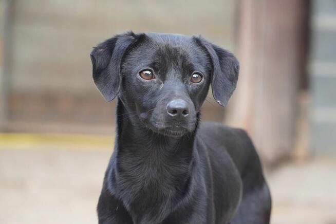 Maffinek poleca się do adopcji