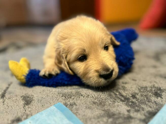Szczeniaki GOLDEN RETRIVER