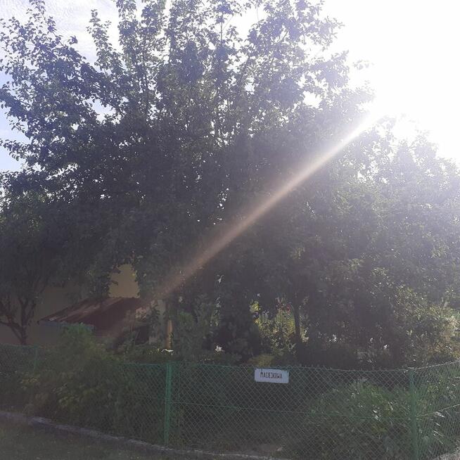 Działka ROD ZORZA w Ziemnicach k/Legnicy (PILNE)