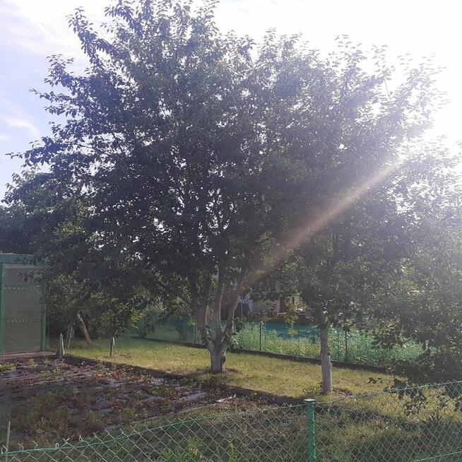 Działka ROD ZORZA w Ziemnicach k/Legnicy (PILNE)