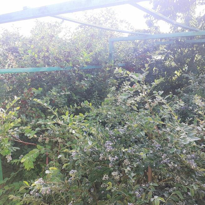 Działka ROD ZORZA w Ziemnicach k/Legnicy (PILNE)