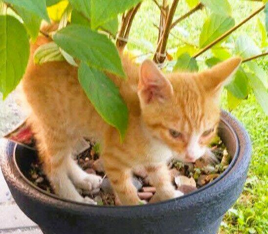 BAJKA - 2 miesięczna koteczka PILNIE szuka domu