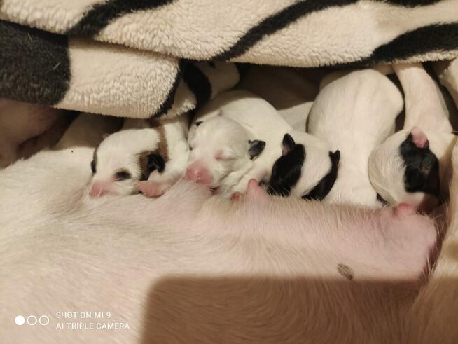 Cudne szczeniaki Jack Russell terrier