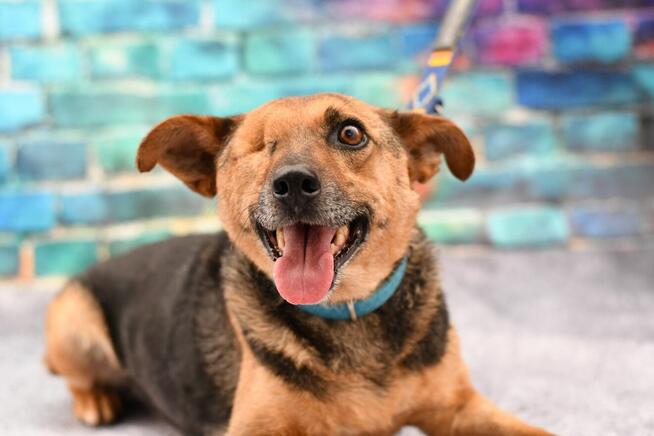 Zefirek szuka domku takiego już na zawsze!