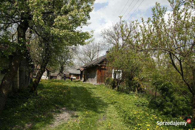 Gospodarstwo z dużą działką, drewniany dom i budynki gosp.