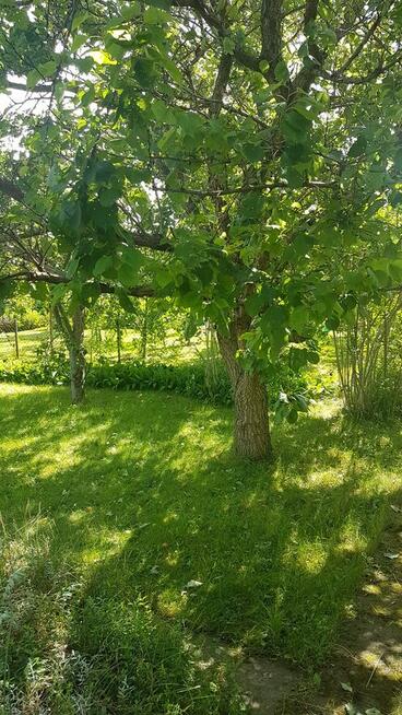 Sprzedam ogródek działkowy