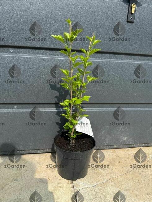 Hibiskus FLOWER TOWER WHITE – biały akcent w ogrodzie!