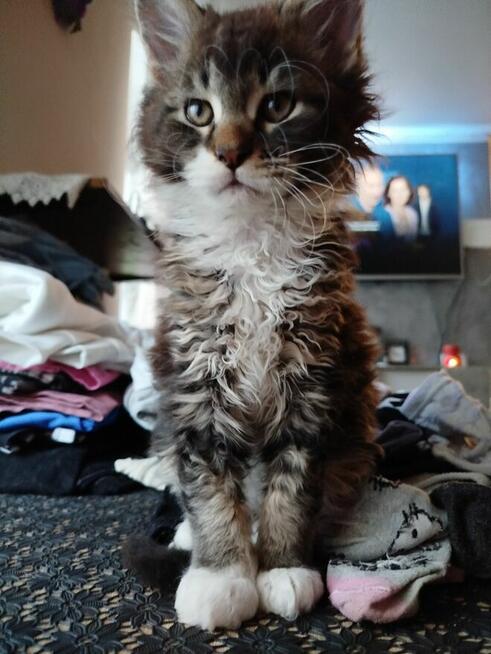 Kotka balbinka Maine coon