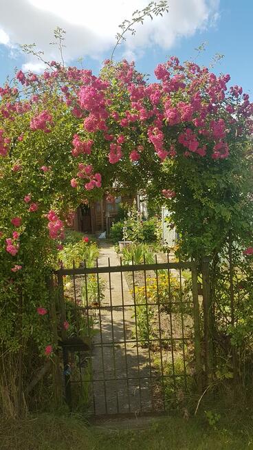 Sprzedam ogródek działkowy