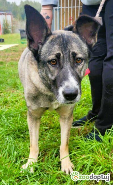 IGA - super sunia szuka najlepszego domu