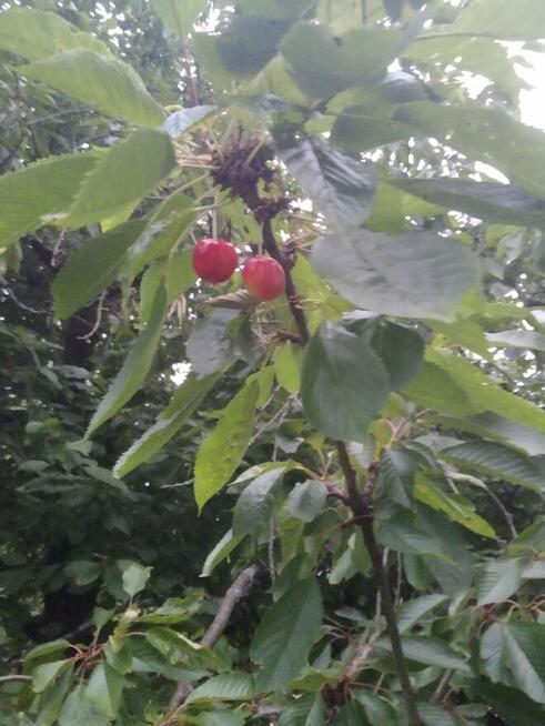 Działka ogrodowa z aktem notarialnym własnościowym