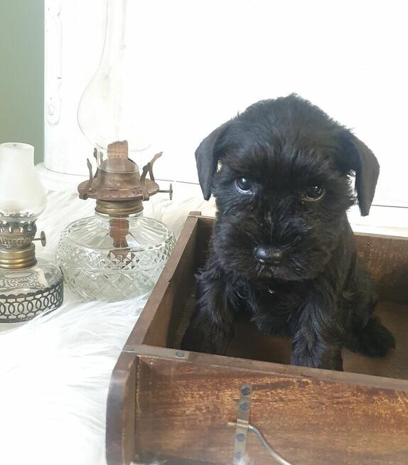 Czarny sznaucer miniaturowy