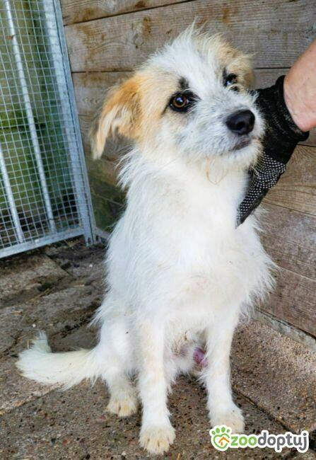 SHREK - piękny, delikatny psiak szuka domu