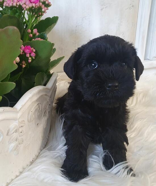 Czarny sznaucer miniaturowy