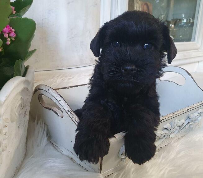 Czarny sznaucer miniaturowy