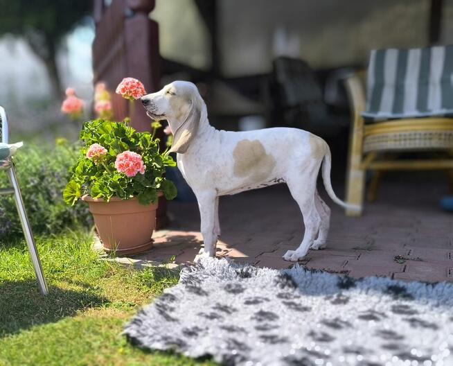 Szczeniak PORCELAINE FCI