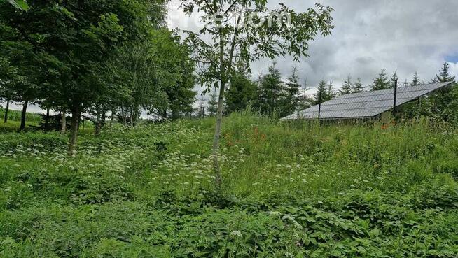 Działka 3 217 m² – cisza i las w zasięgu