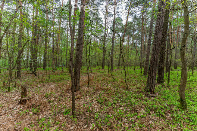 Działka 2100 m² w lesie – Jazgarzew