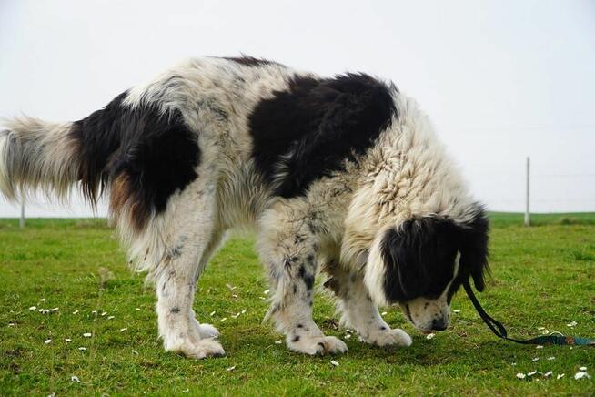 Kacper – wierny przyjaciel na czterech łapach, który czeka w