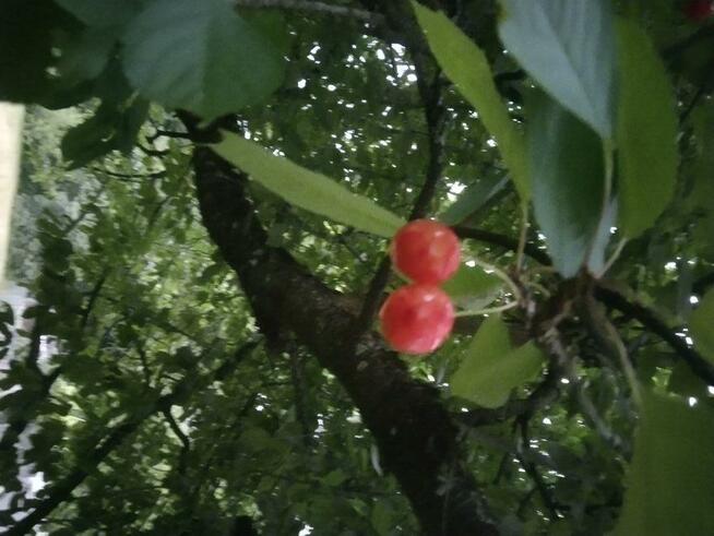 Działka ogrodowa z aktem notarialnym własnościowym