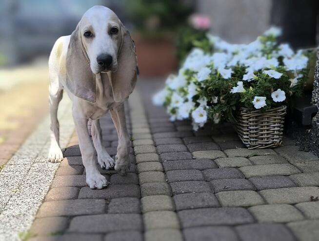 Szczeniak PORCELAINE FCI