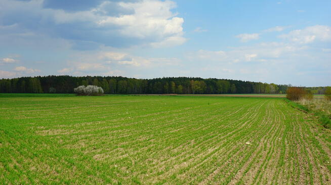 Działka na sprzedaż | pow. 3300 m² | Modrzew, gm. Opoczno