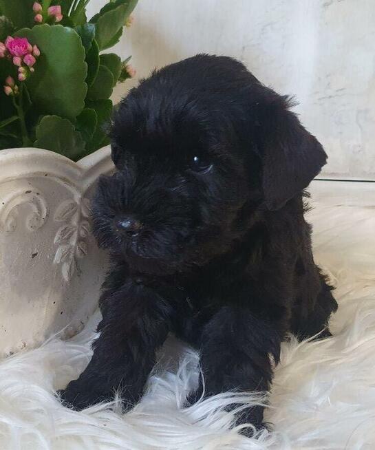 Czarny sznaucer miniaturowy