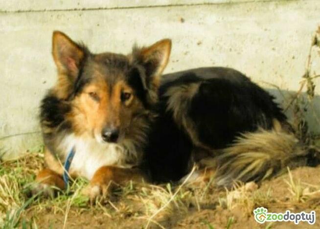 BRATEK - przerażony psiak w typie collie szuka domu