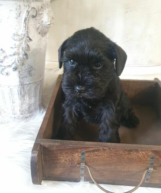 Czarny sznaucer miniaturowy