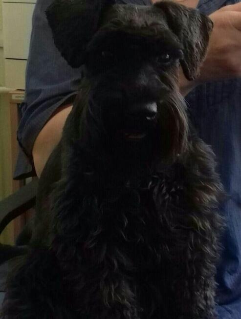 Czarny sznaucer miniaturowy