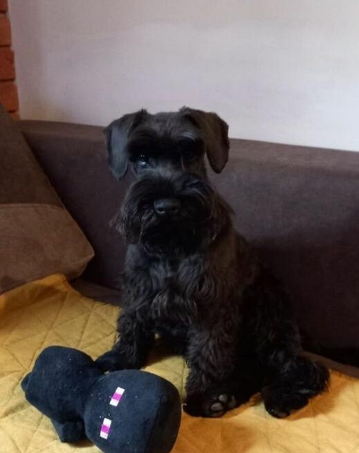 Czarny sznaucer miniaturowy