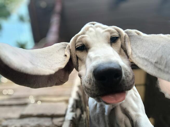 Szczeniak PORCELAINE FCI