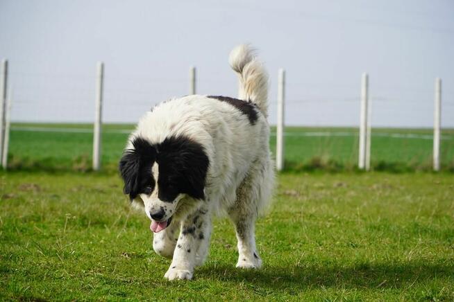 Kacper – wierny przyjaciel na czterech łapach, który czeka w