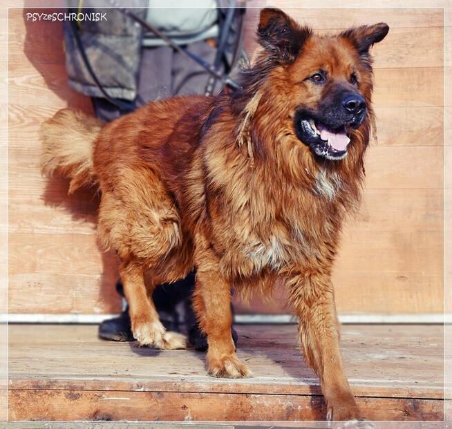 Gasper – wielkopies z charakterem szuka doświadczonego domu
